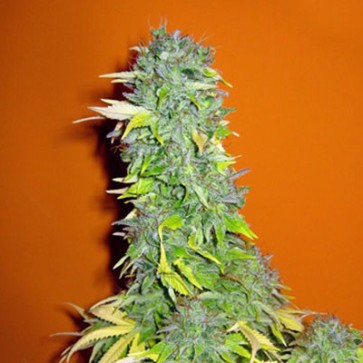 Семена конопли Somango Feminised